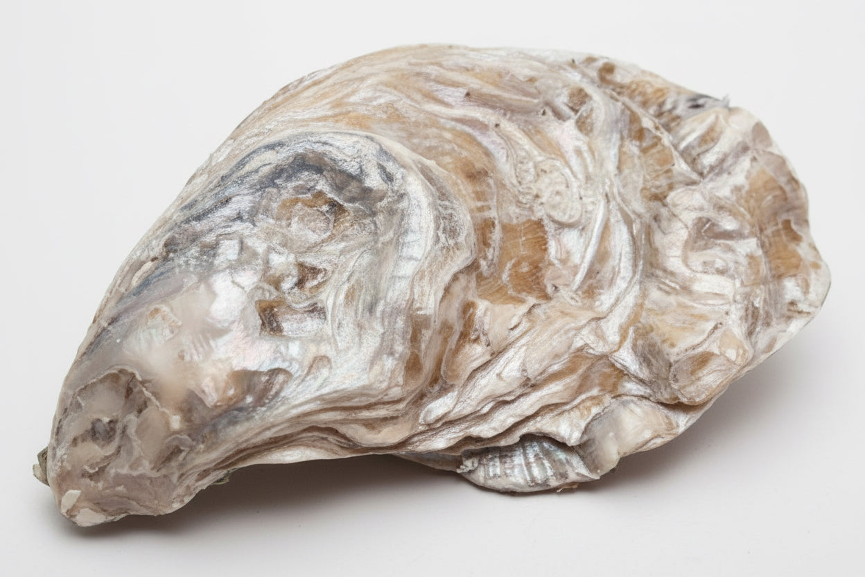 Decorative Bunny Shell