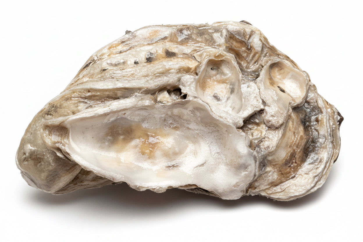 Decorative Rabbits Shell