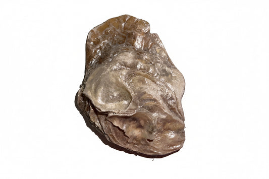 Decorative Squirrel Shell